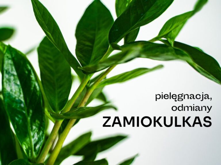Roślina o zielonych, błyszczących liściach