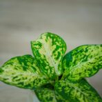diffenbachia-mars-baby
