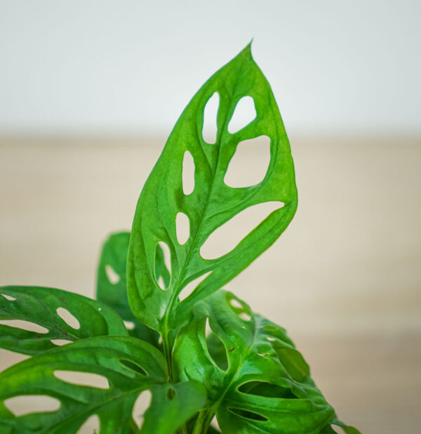 monstera-adansonii-baby (2) monstera-adansonii-baby