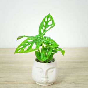 monstera-adansonii-baby