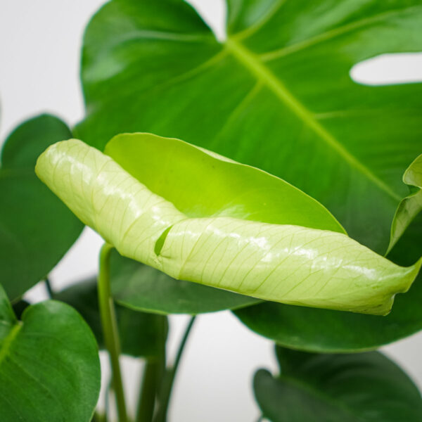 monstera-deliciosa (2) monstera-deliciosa
