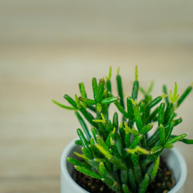 rhipsalis-burchellii-patyczak-baby (2) rhipsalis-burchellii-patyczak-baby