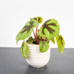 begonia-rex-iron-cross