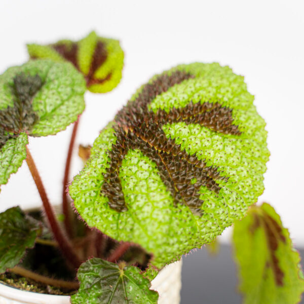 begonia-rex-iron-cross begonia-rex-iron-cross