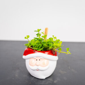 zestaw-oslonka-mikolaj-z-peperomia