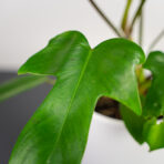 philodendron-florida-green