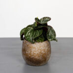 peperomia-equador