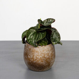 peperomia-equador