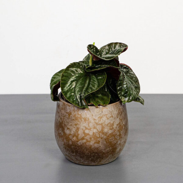 peperomia-equador peperomia-equador