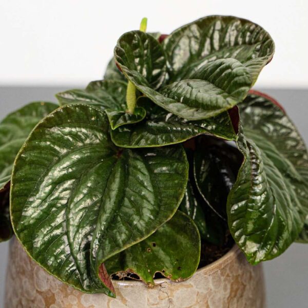 peperomia-equador peperomia-equador