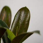 fikus-elastica-melany-ficus