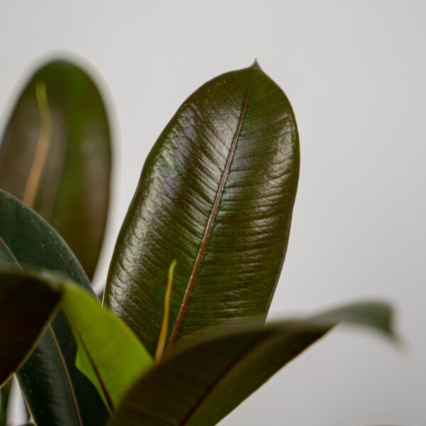 fikus-elastica-melany-ficus fikus-elastica-melany-ficus