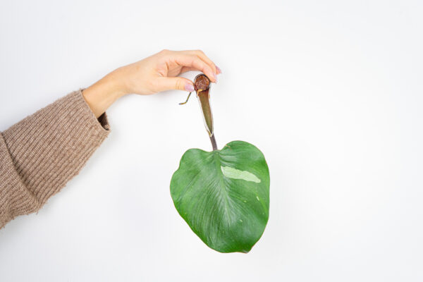 philodendron-white-knight-sadzonka philodendron-white-knight-sadzonka