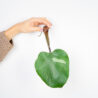 philodendron-white-knight-sadzonka