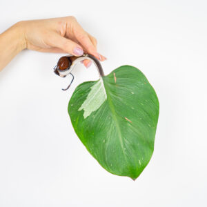 philodendron-white-knight-sadzonka