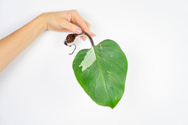 philodendron-white-knight-sadzonka philodendron-white-knight-sadzonka