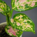 aglaonema-zircon-red-baby