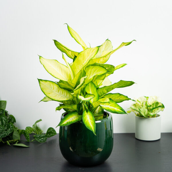 diffenbachia-summer-style