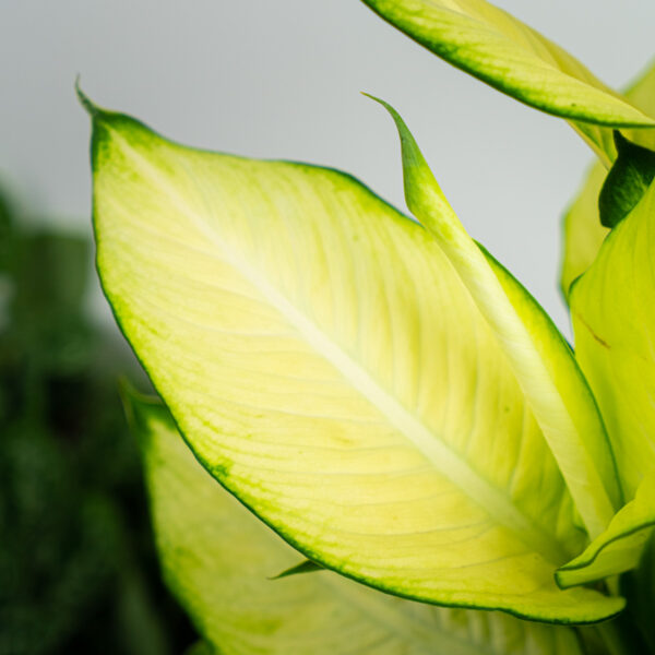diffenbachia-summer-style diffenbachia-summer-style