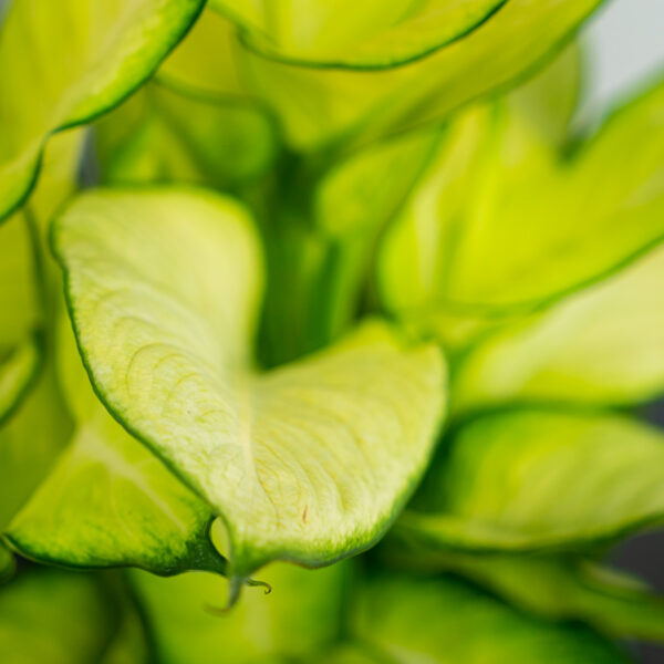 diffenbachia-summer-style diffenbachia-summer-style
