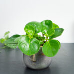 peperomia-obtipan-green