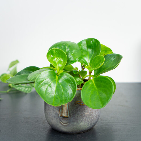 peperomia-obtipan-green