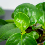 peperomia-obtipan-green