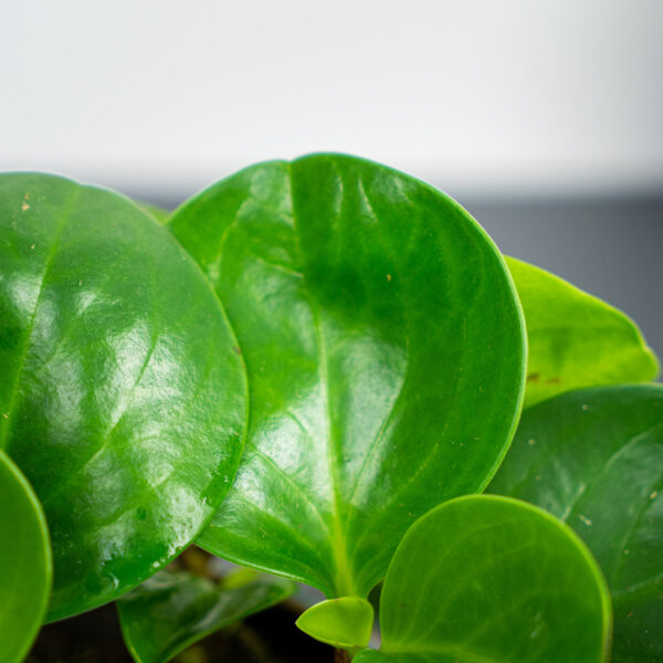 peperomia-obtipan-green peperomia-obtipan-green