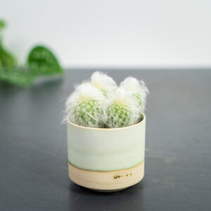 kaktus-austrocephalocereus-dybowskii-baby