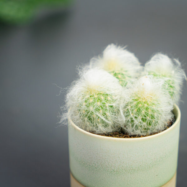 kaktus-austrocephalocereus-dybowskii-baby kaktus-austrocephalocereus-dybowskii-baby