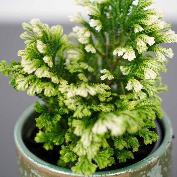widliczka-selaginella-martensii-jori widliczka-selaginella-martensii-jori