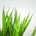 sansevieria-zeylanica-greenline