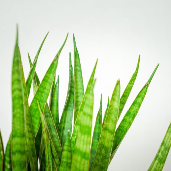 sansevieria-zeylanica-greenline sansevieria-zeylanica-greenline