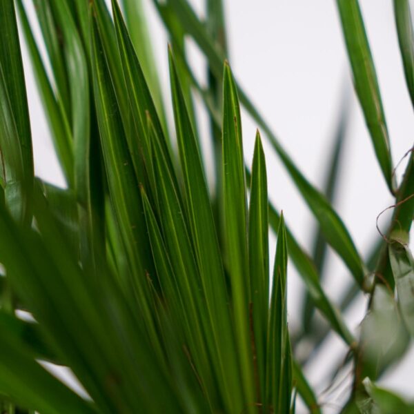 daktylowiec-kanaryjski-phoenix-canariensis daktylowiec-kanaryjski-phoenix-canariensis