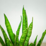 sansevieria-zeylanica-greenline