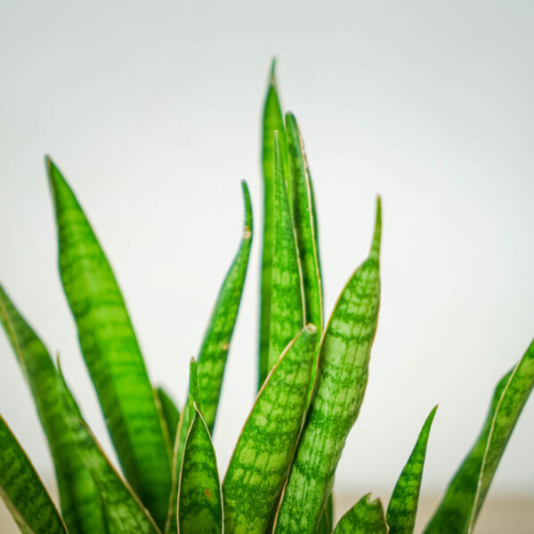 sansevieria-zeylanica-greenline sansevieria-zeylanica-greenline