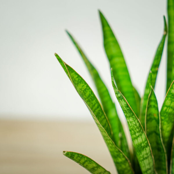 sansevieria-zeylanica-greenline sansevieria-zeylanica-greenline