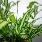 paproc-orliczka-kretenska-pteris-cretica