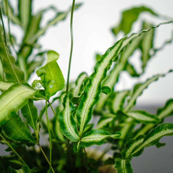 paproc-orliczka-kretenska-pteris-cretica paproc-orliczka-kretenska-pteris-cretica