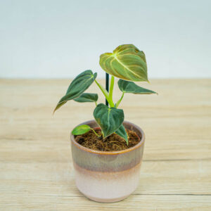philodendron-melanochrysum