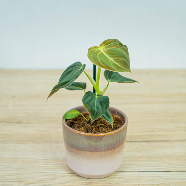 philodendron-melanochrysum philodendron-melanochrysum