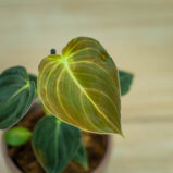 philodendron-melanochrysum