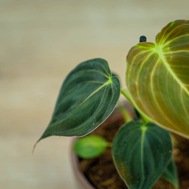 philodendron-melanochrysum philodendron-melanochrysum