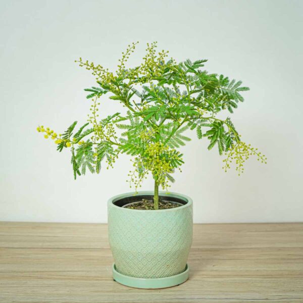 akacja-srebrzysta-mimoza-acacia-gaulois-dealbata akacja