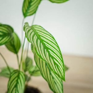 calathea-vittata