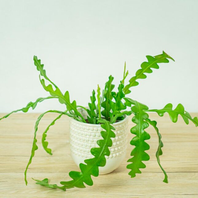 kaktus-zygzak-epiphyllum-anguliger