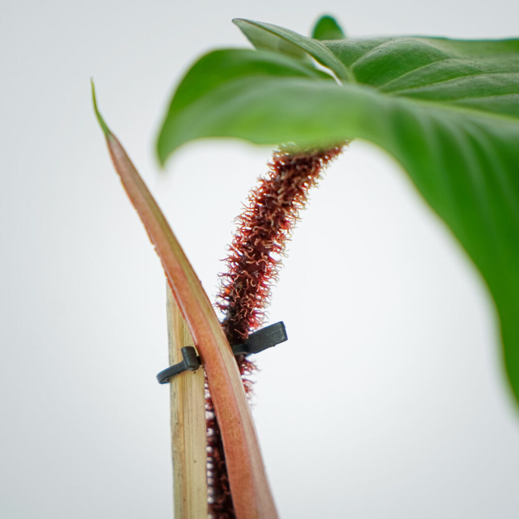 philodendron-squamiferum