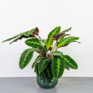 calathea-warscewiczii