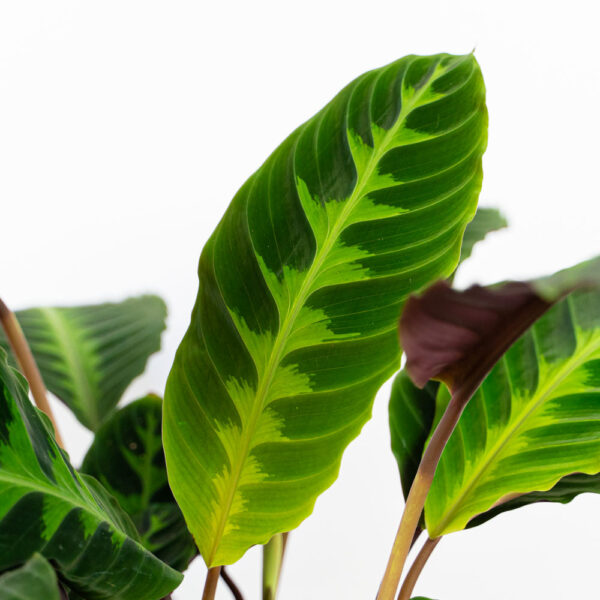 calathea-warscewiczii calathea-warscewiczii