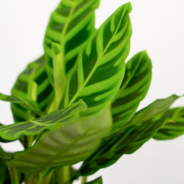 calathea-zebrina calathea-zebrina